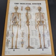 Anatomical  Posters 